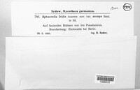 Rachicladosporium iridis image